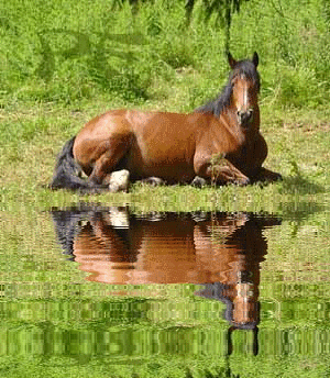 sexe d un cheval